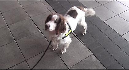 Ο σκύλος-μασκότ του Final Four (Video)