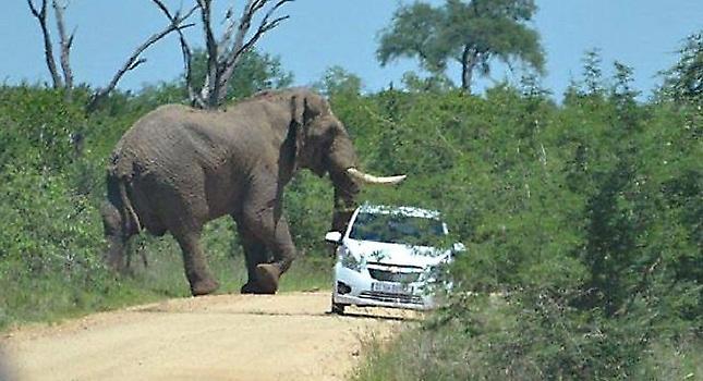 Μεθυσμένος τουρίστας κυνηγά ελέφαντα