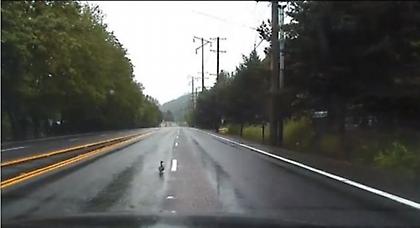 Πάπια εμπόδισε καταδίωξη