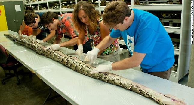 Πύθωνας 5,7 μέτρων στο Μαϊάμι