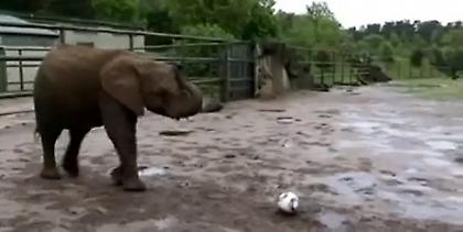 Ο ελέφαντας προέβλεψε Μπάγερν (video)