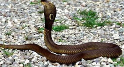 Κόμπρες σπέρνουν τον τρόμο σε πόλη του Ιράκ προκαλώντας 60 θανάτους