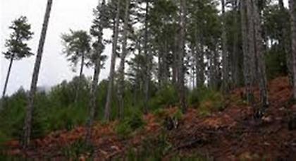 Απαγορεύεται η κυκλοφορία τη νύχτα στα δασικά συμπλέγματα της Λακωνίας