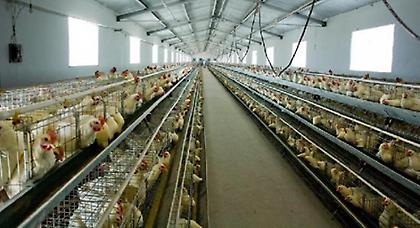 Τραγωδία σε πτηνοτροφείο