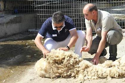 Κούρεμα προβάτων στο... Creta Maris