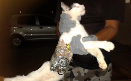 Συνελήφθη γάτος για… λαθρεμπόριο κινητών