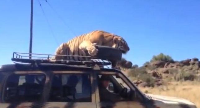 Χαριτωμένη τίγρη τη βρίσκει σε ουρανό αυτοκινήτου