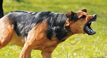 Κρούσμα λύσσας στις Σέρρες