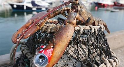 Αστακός γλίτωσε την κατσαρόλα λόγω βάρους