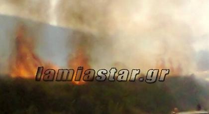 Σε εξέλιξη μεγάλη φωτιά κοντά στον Ορχομενό