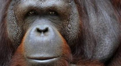 Ουρακοτάγκος εθισμένος στο junk food