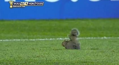 Το «έσωσε» ο σκίουρος (video)