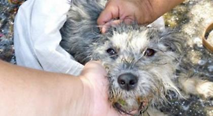 Πρόστιμο 31.000 ευρώ γιατί πέταξε το σκυλί του από το αυτοκίνητο