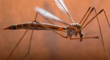 Ανενόχλητα «επιτίθενται» φέτος τα κουνούπια