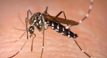 Δύο νέα κρούσματα του ιού του Δυτικού Νείλου σε Αττική και Θεσσαλονίκη