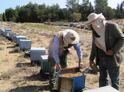 Χρήμα... μέλι για την ελληνική μελισσοκομία