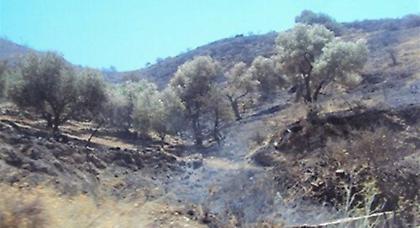 Υπό μερικό έλεγχο η πυρκαγιά στη Ρόδο, σε ύφεση η φωτιά στην Κρήτη