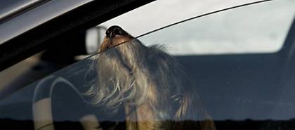 Κλείδωσαν δύο σκυλιά σε αυτοκίνητο και τα άφησαν να πάθουν θερμοπληξία