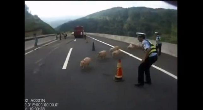 Τα γουρούνια το 'σκασαν...