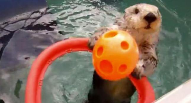 Ο Μπλέικ Γκρίφιν του νερού