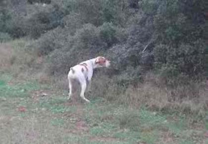 20 Αυγούστου αρχίζει το κυνήγι