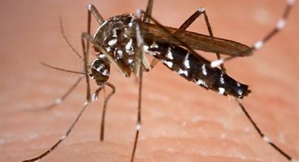 Πρώτος νεκρός από τον ιό του Δυτικού Νείλου