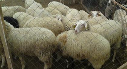 Ο κτηνοτρόφος διασκέδαζε και οι ζωοκλέφτες… «χόρευαν»!