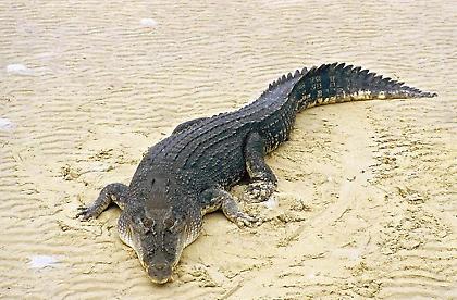 Κροκόδειλος σκότωσε 24χρονο σε πάρτι γενεθλίων!