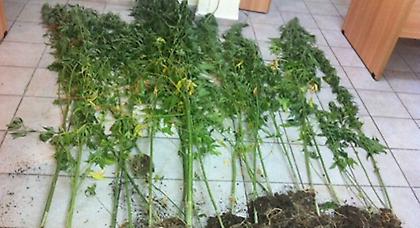 Εργαστήριο κάνναβης σε εκκλησία