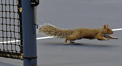 Μια... χαριτωμένη παρέμβαση στο US Open!