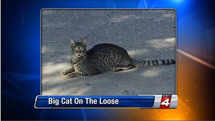 Σκότωσαν την τεράστια γάτα που έσπερνε τον τρόμο στο Ντιτρόιτ!