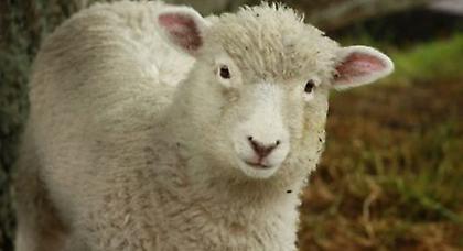 «Δεν σταματάμε να θυσιάζουμε πρόβατα»