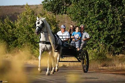 Εφιππες περιηγήσεις σε αμπελώνες της Αιγιάλειας