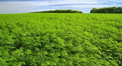 Οι αλβανικές αρχές κατέστρεψαν 2.120 χασισόδεντρα