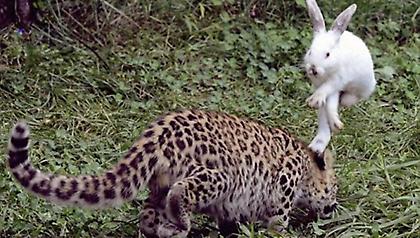 Λαγός-πειραματόζωο σε κλουβί με τίγρεις και λεοπαρδάλεις