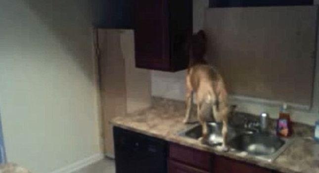 Αυτός δεν είναι σκύλος, ο… Ρωχάμης είναι!