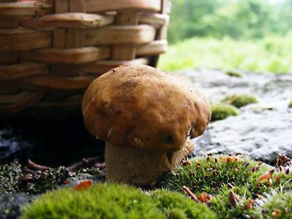 Κυνήγι θησαυρού για... μανιτάρια στη Re-Green