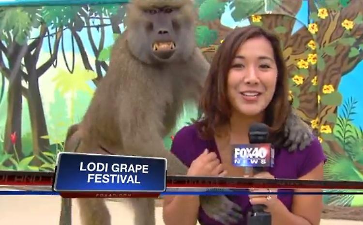 O μπαμπουίνος στόχευσε κατευθείαν το στήθος της ρεπόρτερ