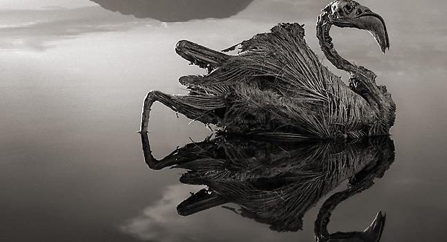 Η θανατηφόρα λίμνη που μετατρέπει τα ζώα σε πέτρα