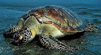 Σπάνια πράσινη θαλασσοχελώνα νεκρή στο Άστρος Κυνουρίας