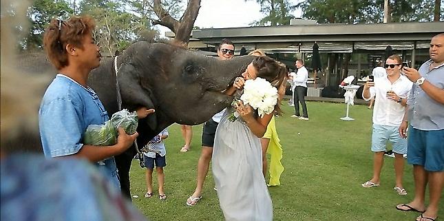 Ελέφαντας προσπαθεί να… φάει νύφη!