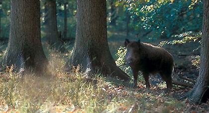 Τύρναβος: Τραγικός θάνατος κτηνοτρόφου από αγριογούρουνο