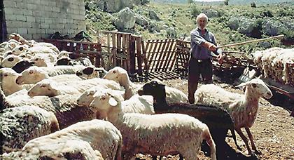 Φόρος ακινήτων: «Λευτεριά» στα μαντριά