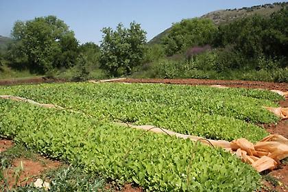Επιστροφή στην καλλιέργεια του καπνού