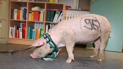 «Έντυσαν» γουρούνι στα χρώματα του αντιπάλου