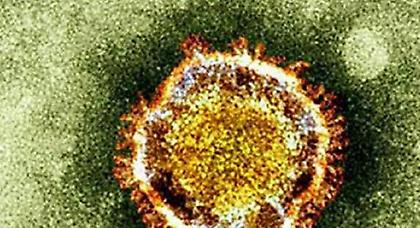 Καμήλα βρέθηκε θετική στον κορονοϊό