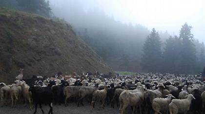 Αίσιο τέλος στην περιπέτεια του 18χρονου βοσκού