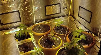 Ηλιούπολη: Ήταν... ειδικός στην υδροπονική καλλιέργεια κάνναβης