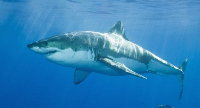 Καρχαρίας σκότωσε έναν 18χρονο σέρφερ