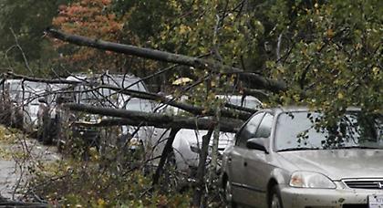 Πεσμένα δέντρα – δεμένα πλοία